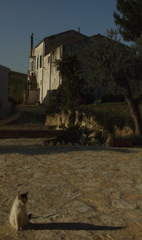 Shadow Cat