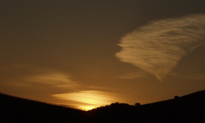 Sunrise in the vineyard