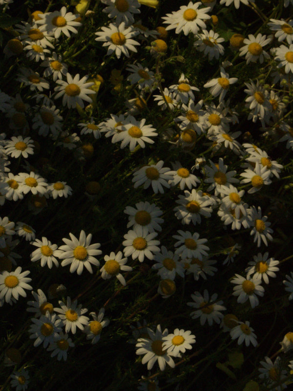 Daisies in the vineyard