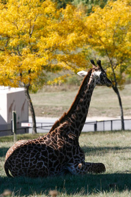 _MG_1447.jpg