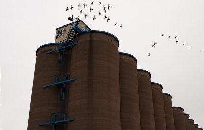 Birds over silos