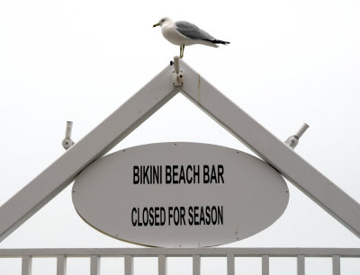 Bikini Bar