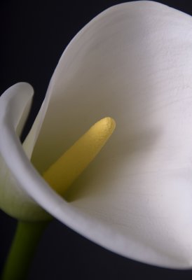 Arum Lilly