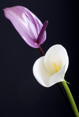 Anthurium and Arum Lilly 4