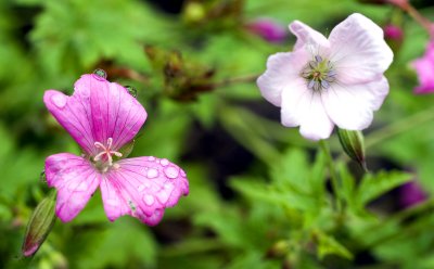 Roadside flowers