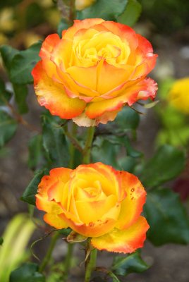 Two roses