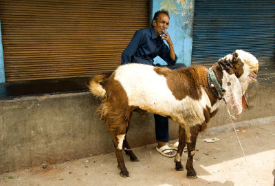 Man with goat