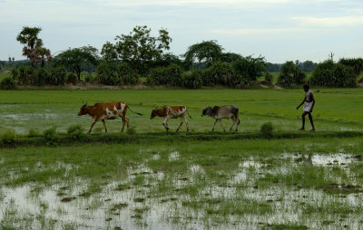 Herdsman and cattle