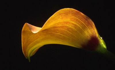 Large Lilly 2