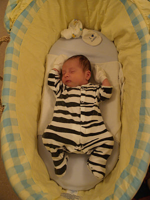 Little zebra