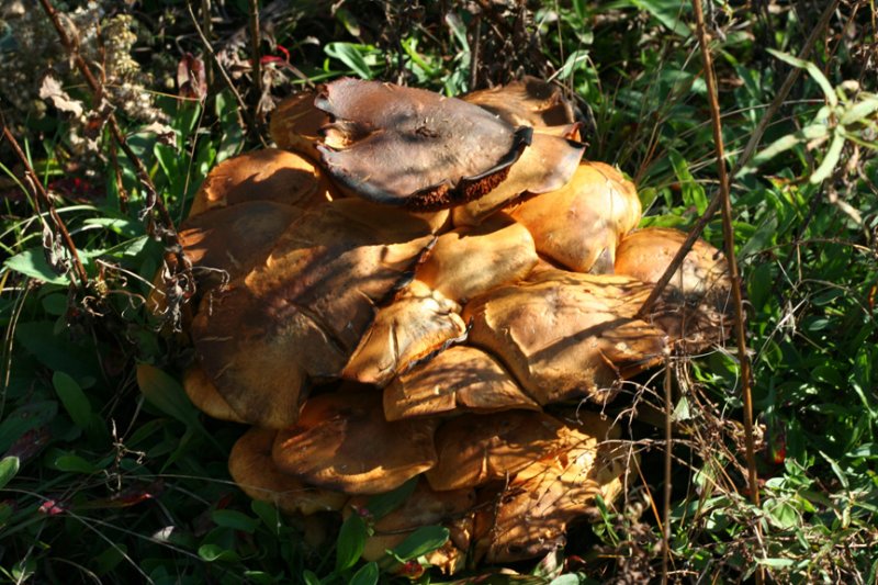 mushroom4.jpg