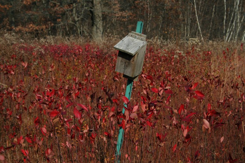Vacated Bluebird Box