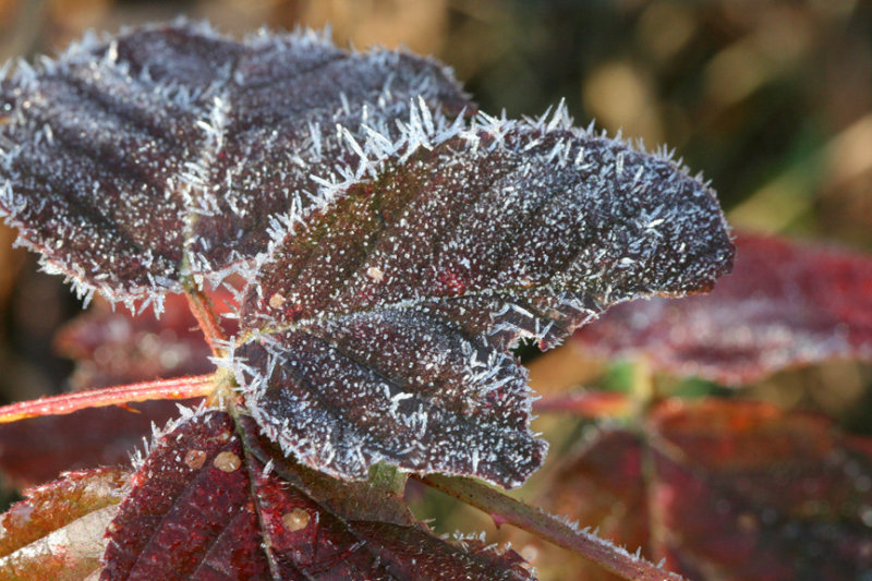 Ice Crystals