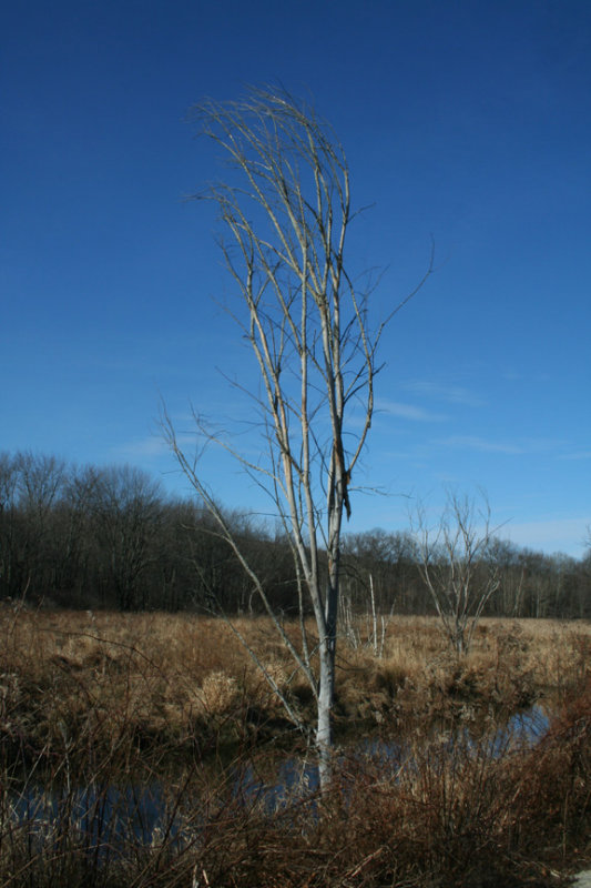 Leaning Over the Brook