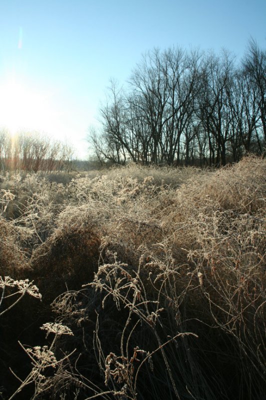 Frosted Meadow