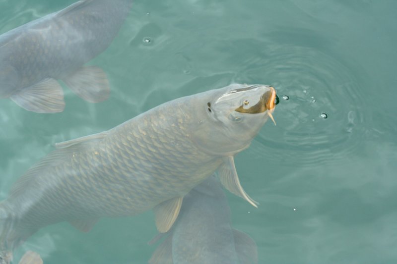 Fish from the Marina