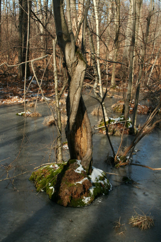 Twisted Tree