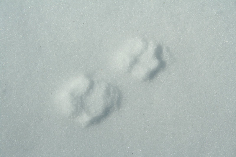 Red Fox in Soft Snow