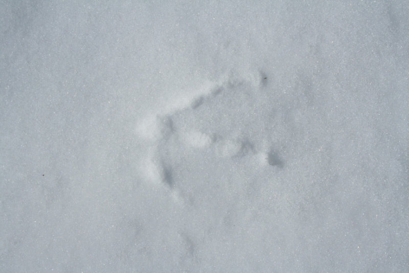 Canada Goose (closeup)