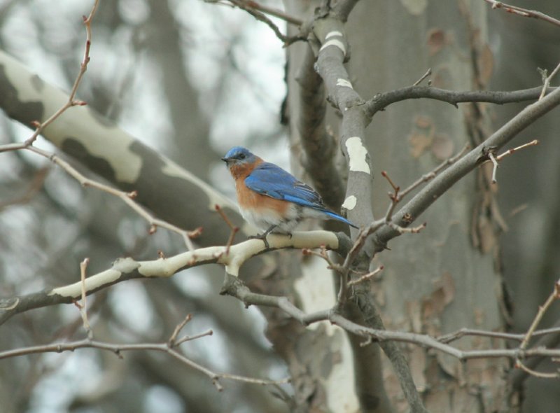 Eastern Bluebird