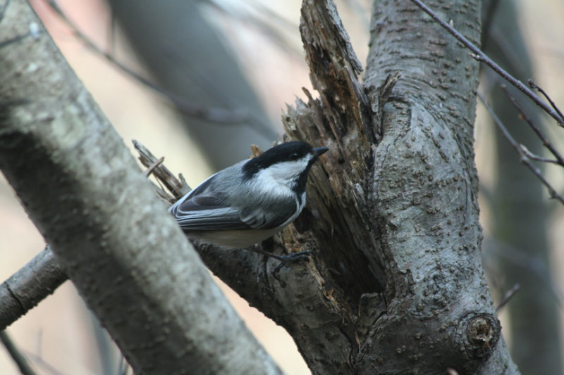 Black-capped Chickadee