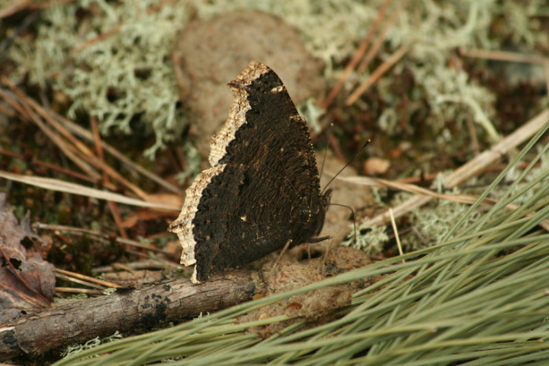 Mourning Cloak