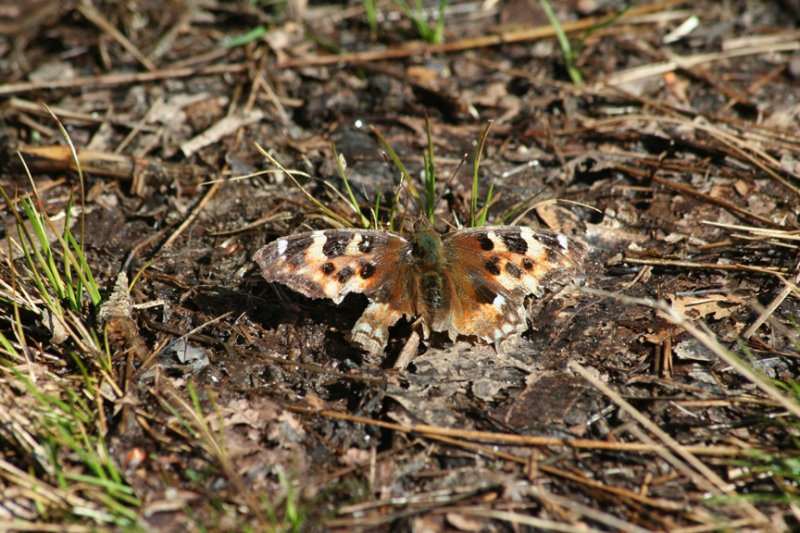 Compton Tortoiseshell