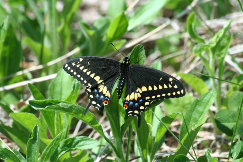 Black Swallowtail