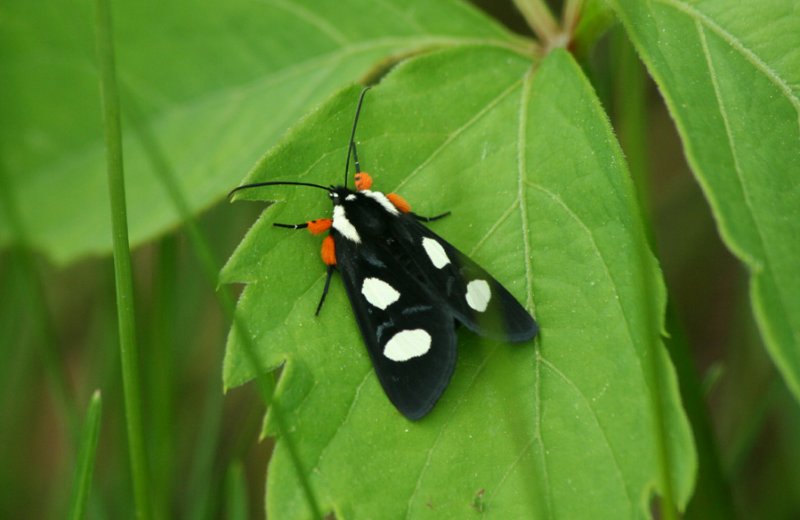 Eight Spotted Forrester Moth