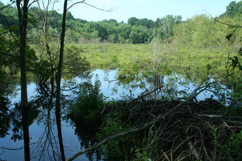 Summer at the Bog