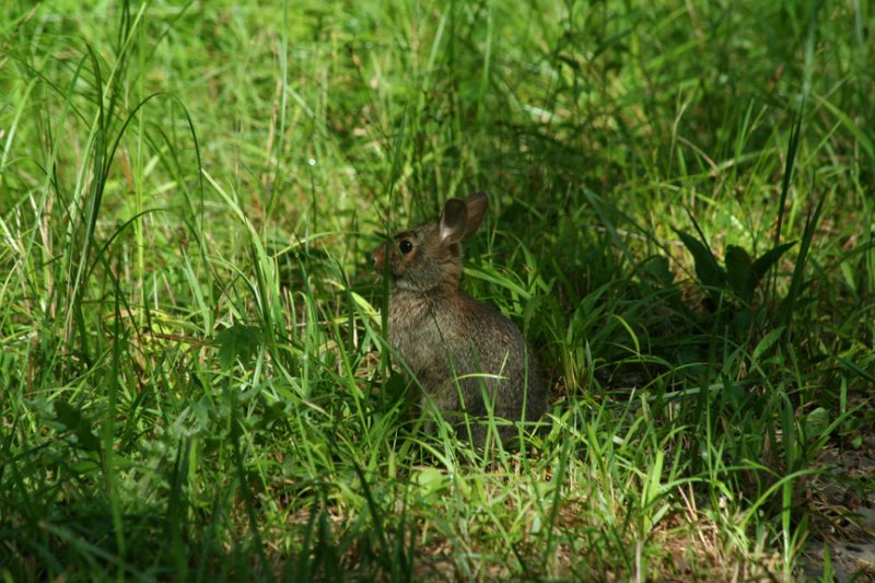 Eastern Cottontail