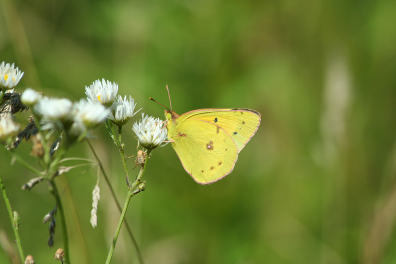 Clouded Sulphur