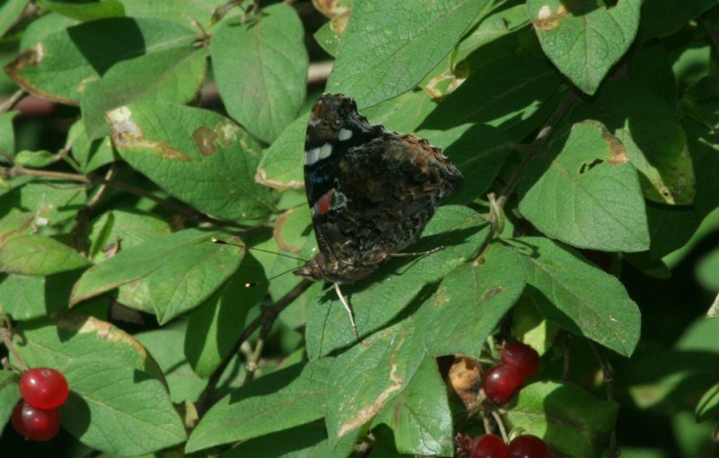 Red Admiral