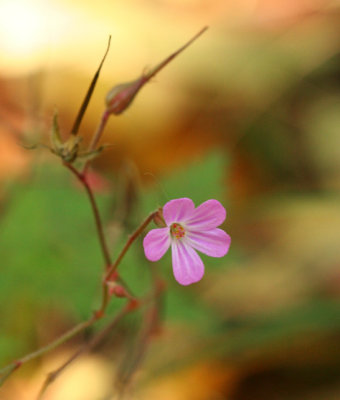 Herb Robert