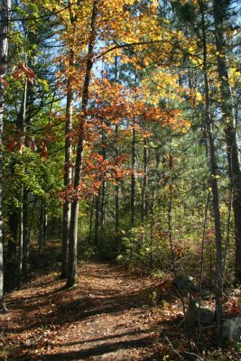 Path thru the Woods