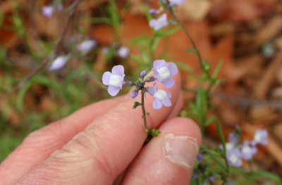 Blue Toadflax