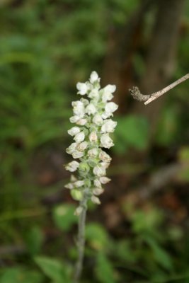 Downy Rattlesnake Plantain