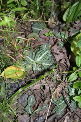 Downy Rattlesnake Plantain (leaves)