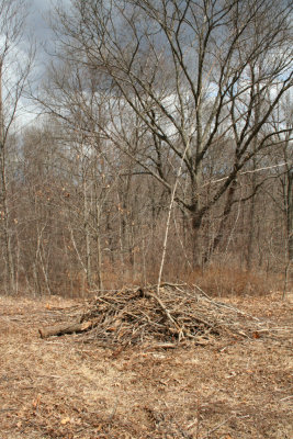 Post Cut (March 26, 2006)