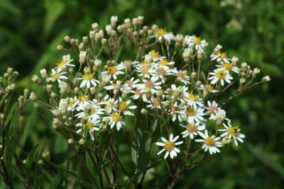 Flat Top White Aster