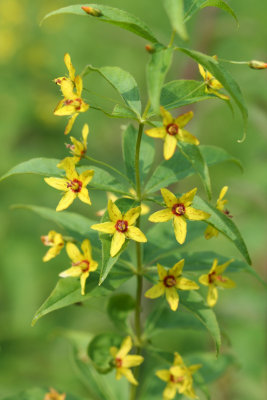 Whorled Loosestrife