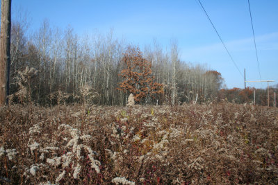 Late Fall (November 5, 2006)