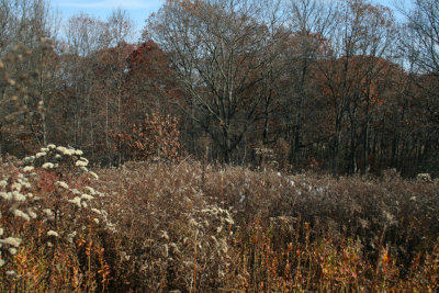 Late Fall (November 5, 2006)