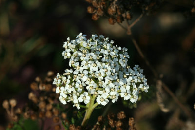 Common Yarrow