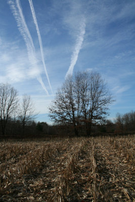 Cornfield in Late Fall