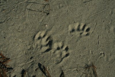 River Otter in Loose Sand