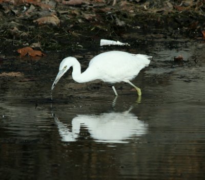 Little Blue Heron