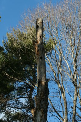 Pileated Woodpecker Nest Holes