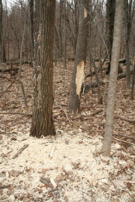 Damage from a Pileated Woodpecker