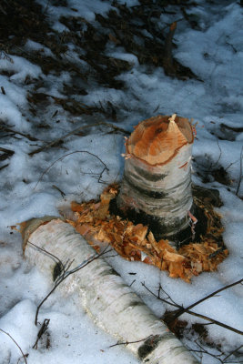 Birch Felled by a Beaver